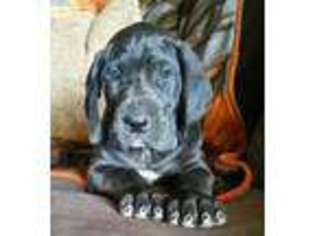 Great Dane Puppy for sale in Queen Creek, AZ, USA