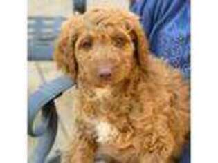 Goldendoodle Puppy for sale in Visalia, CA, USA