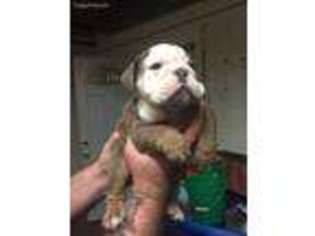 Bulldog Puppy for sale in Mokena, IL, USA