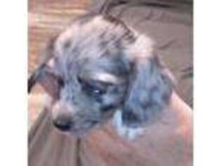 Dachshund Puppy for sale in Coldwater, MI, USA