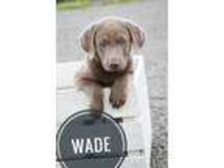 Labrador Retriever Puppy for sale in Butler, IN, USA