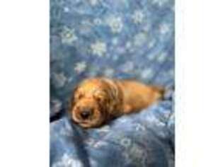Goldendoodle Puppy for sale in Wisconsin Rapids, WI, USA