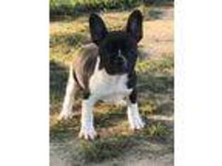 French Bulldog Puppy for sale in Taylors, SC, USA