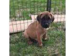 Mastiff Puppy for sale in Farmersburg, IN, USA