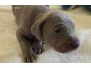Weimaraner Puppy for sale in Cape Coral, FL, USA