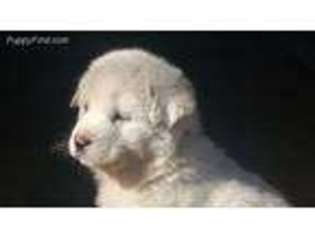 Great Pyrenees Puppy for sale in Seymour, MO, USA