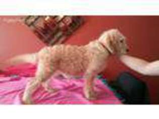Labradoodle Puppy for sale in Rockton, IL, USA