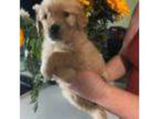 Golden Retriever Puppy for sale in Keyes, CA, USA