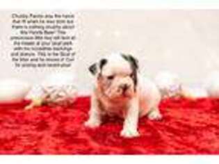 French Bulldog Puppy for sale in Reva, VA, USA