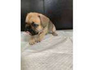 French Bulldog Puppy for sale in Kihei, HI, USA