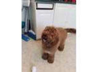 Labradoodle Puppy for sale in Amherst, VA, USA