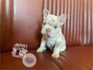 French Bulldog Puppy for sale in Centreville, VA, USA