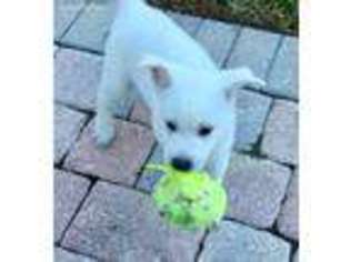 American Eskimo Dog Puppy for sale in Tampa, FL, USA
