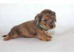 Dachshund Puppy for sale in Burlington, CO, USA