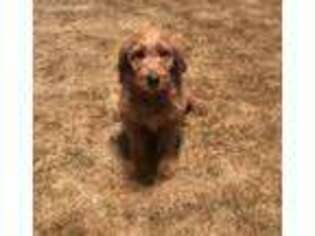 Goldendoodle Puppy for sale in Clarence, MO, USA