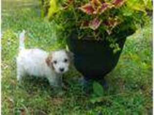 Cavapoo Puppy for sale in Rock Hill, SC, USA