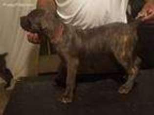 Cane Corso Puppy for sale in Lusby, MD, USA