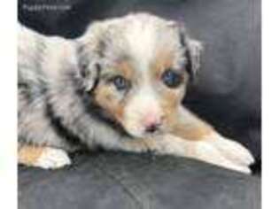 Australian Shepherd Puppy for sale in Dobson, NC, USA