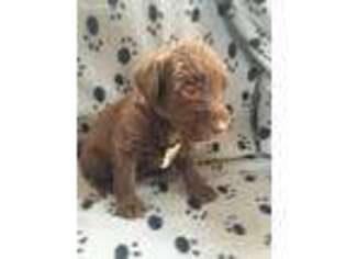 Labradoodle Puppy for sale in Bandera, TX, USA