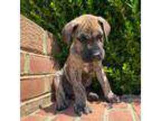 Great Dane Puppy for sale in Charlotte Hall, MD, USA