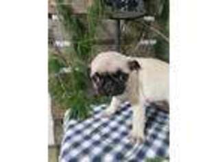 Pug Puppy for sale in Rushsylvania, OH, USA