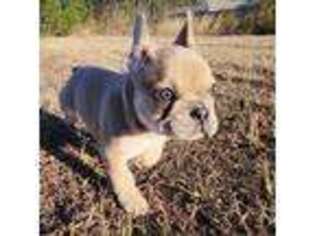 French Bulldog Puppy for sale in Atlantic Beach, FL, USA