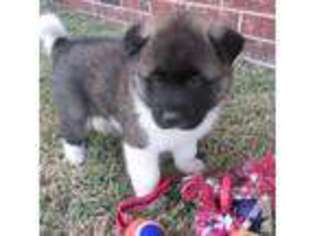 Akita Puppy for sale in OKMULGEE, OK, USA
