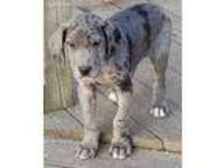 Great Dane Puppy for sale in Anna, IL, USA