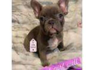 French Bulldog Puppy for sale in Elizabeth, NJ, USA