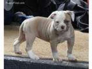 American Bulldog Puppy for sale in Steubenville, OH, USA
