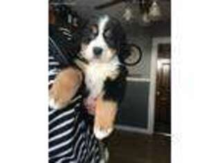 Bernese Mountain Dog Puppy for sale in Bath, NY, USA