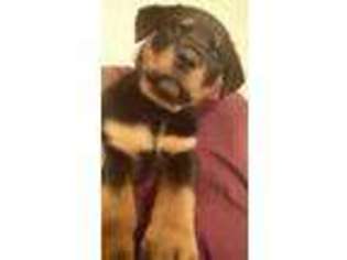 Rottweiler Puppy for sale in Conyers, GA, USA