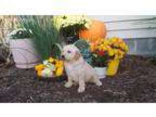 Golden Retriever Puppy for sale in Burlington, WV, USA