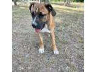 Boerboel Puppy for sale in College Station, TX, USA