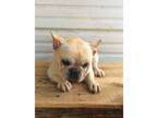 French Bulldog Puppy for sale in Elkins, AR, USA