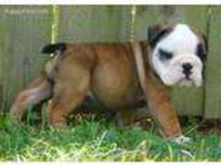 Bulldog Puppy for sale in London, KY, USA