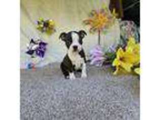 Boston Terrier Puppy for sale in Oneida, NY, USA
