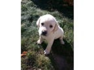 Labrador Retriever Puppy for sale in Orfordville, WI, USA