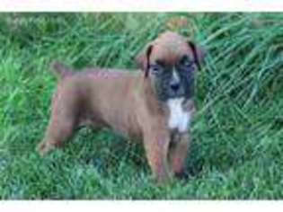 Boxer Puppy for sale in Quinter, KS, USA