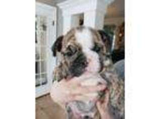 Bulldog Puppy for sale in Noblesville, IN, USA