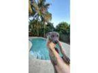 Dutch Shepherd Dog Puppy for sale in Miami, FL, USA