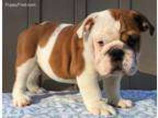 Bulldog Puppy for sale in New Milford, NJ, USA