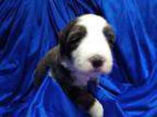 Bearded Collie Puppy for sale in Racine, WI, USA