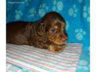 Dachshund Puppy for sale in Mocksville, NC, USA