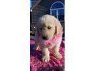Golden Retriever Puppy for sale in Carteret, NJ, USA