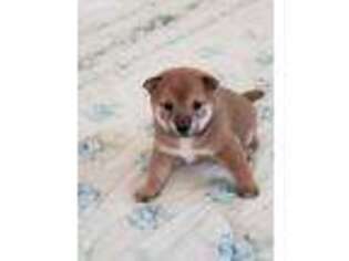 Shiba Inu Puppy for sale in Tipton, MO, USA