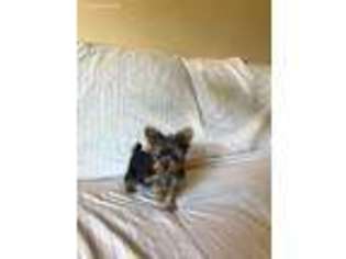 Yorkshire Terrier Puppy for sale in Saint Peters, MO, USA