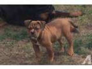 Bulldog Puppy for sale in SEEKONK, MA, USA