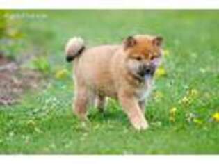 Shiba Inu Puppy for sale in Hagerstown, IN, USA