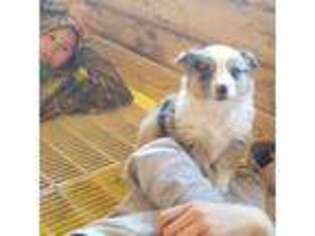 Australian Shepherd Puppy for sale in Garland, NC, USA